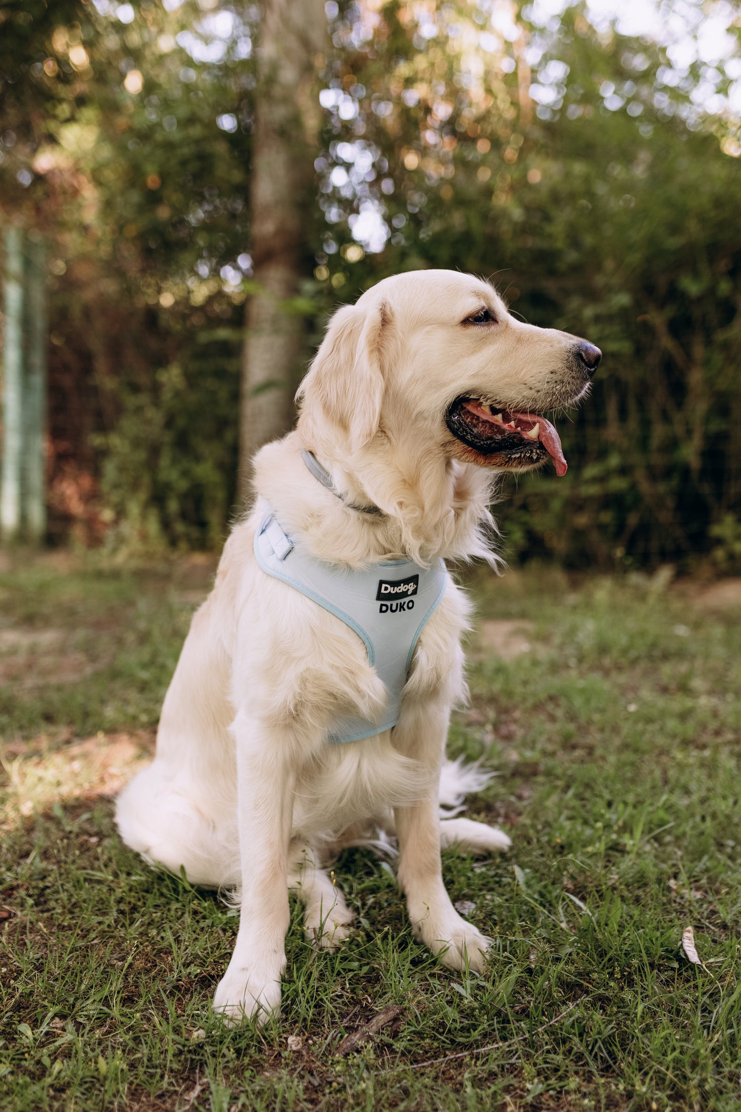 Arnés ajustable Perro Personalizado Calm