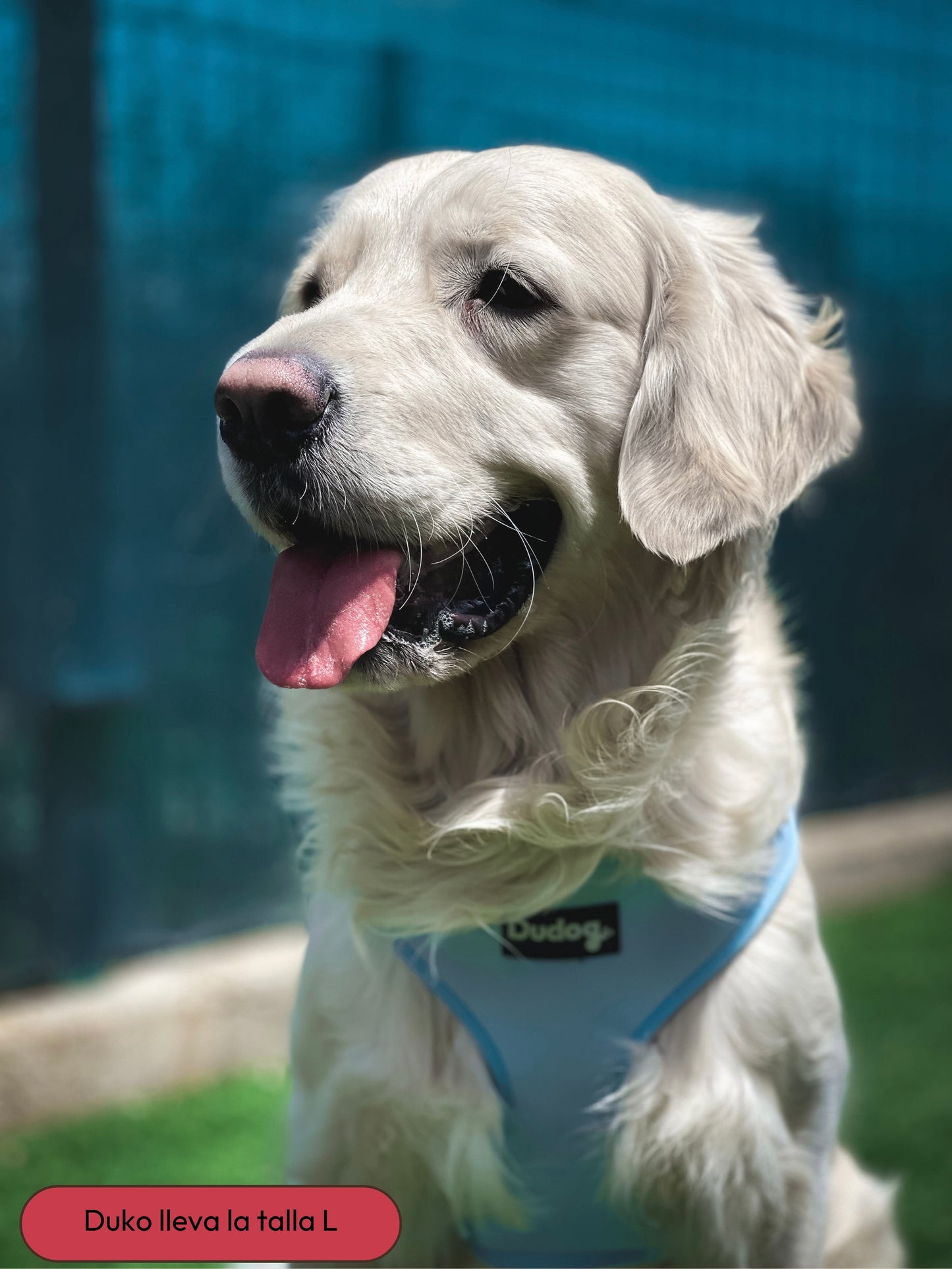 Arnés ajustable Perro Personalizado Calm 2