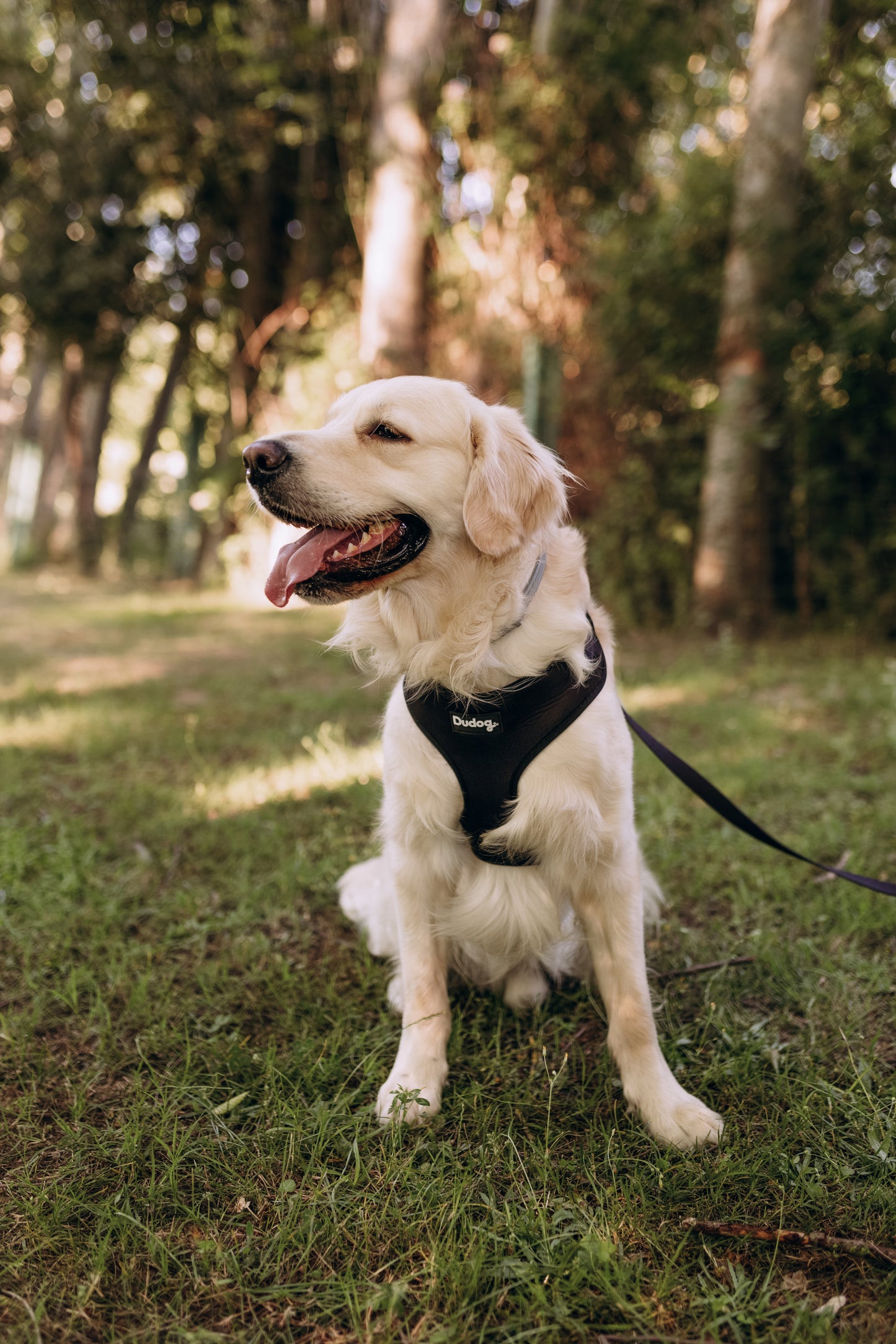 Arnes ajustable perro Darkness