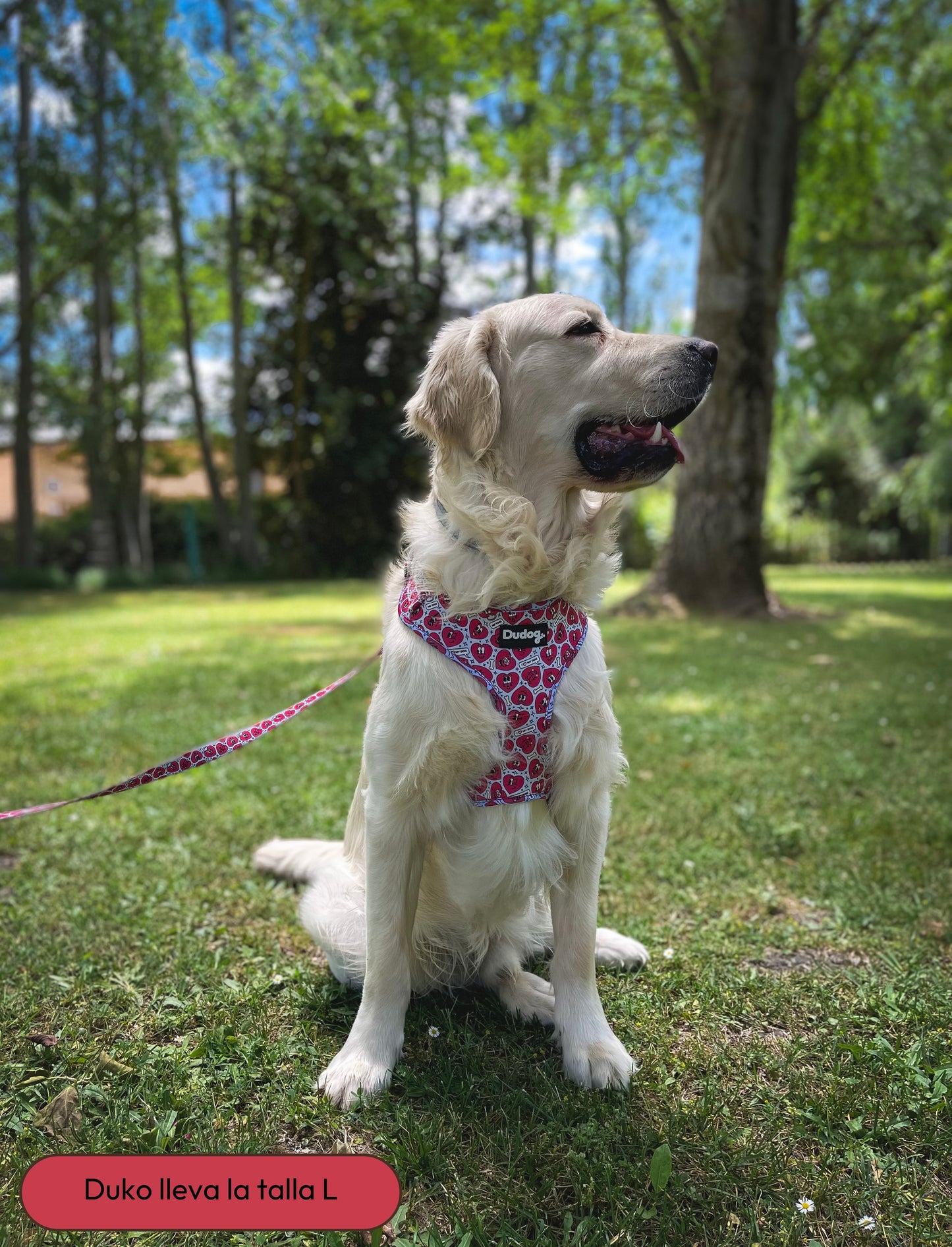 Arnes ajustable perro estampado corazones