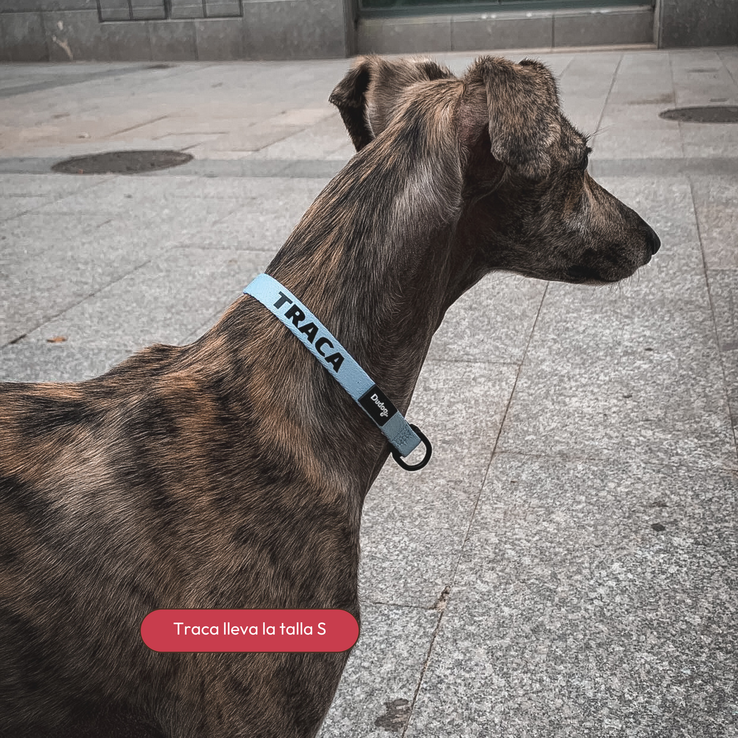 Collar ajustable perro color liso personalizable