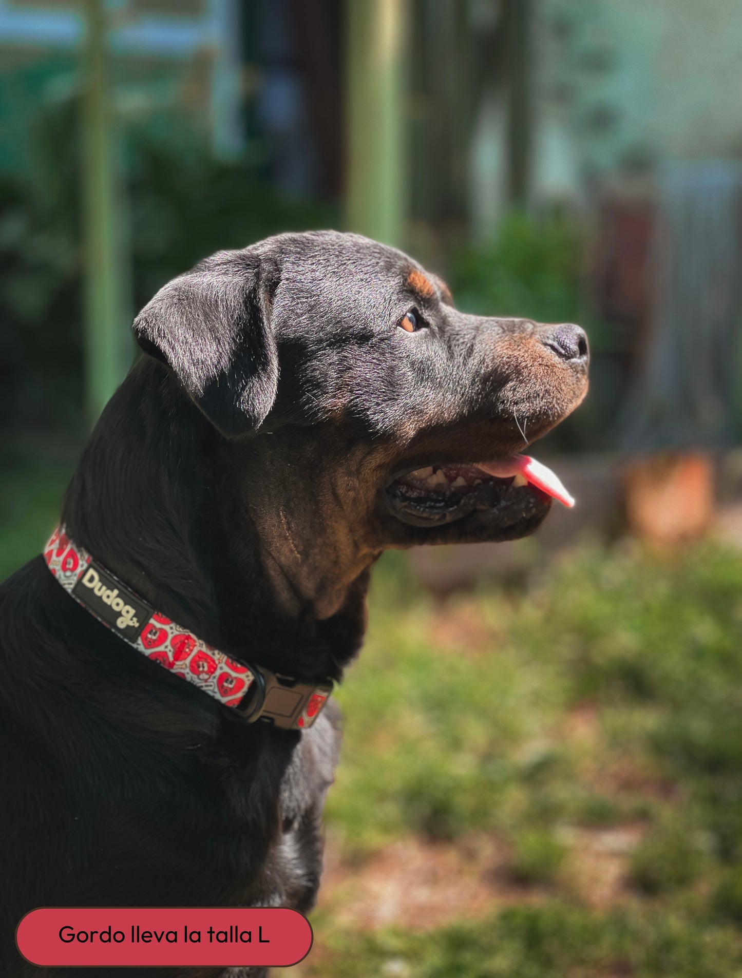 Collar ajustable perro estampado corazones personalizable