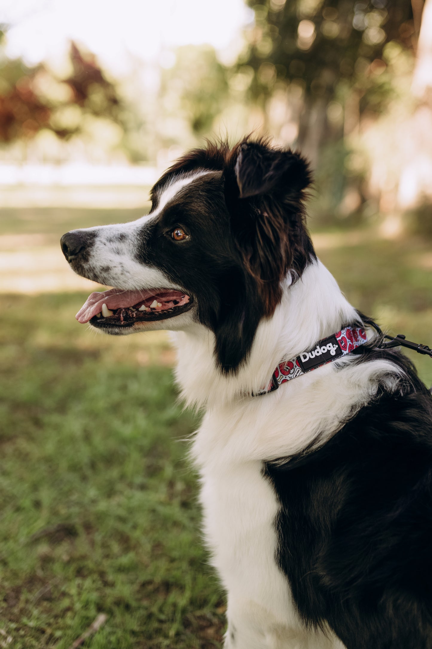 Collar ajustable perro estampado corazones personalizable