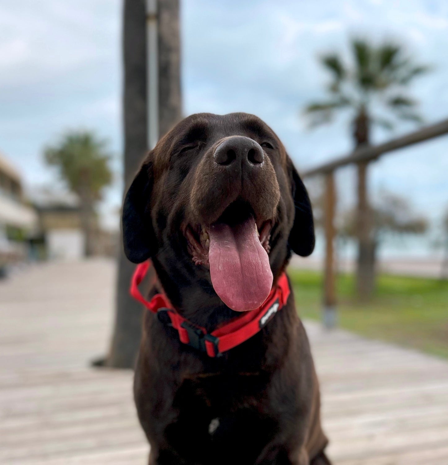Collar perro grandes con fuerza táctico ajustable Rojo