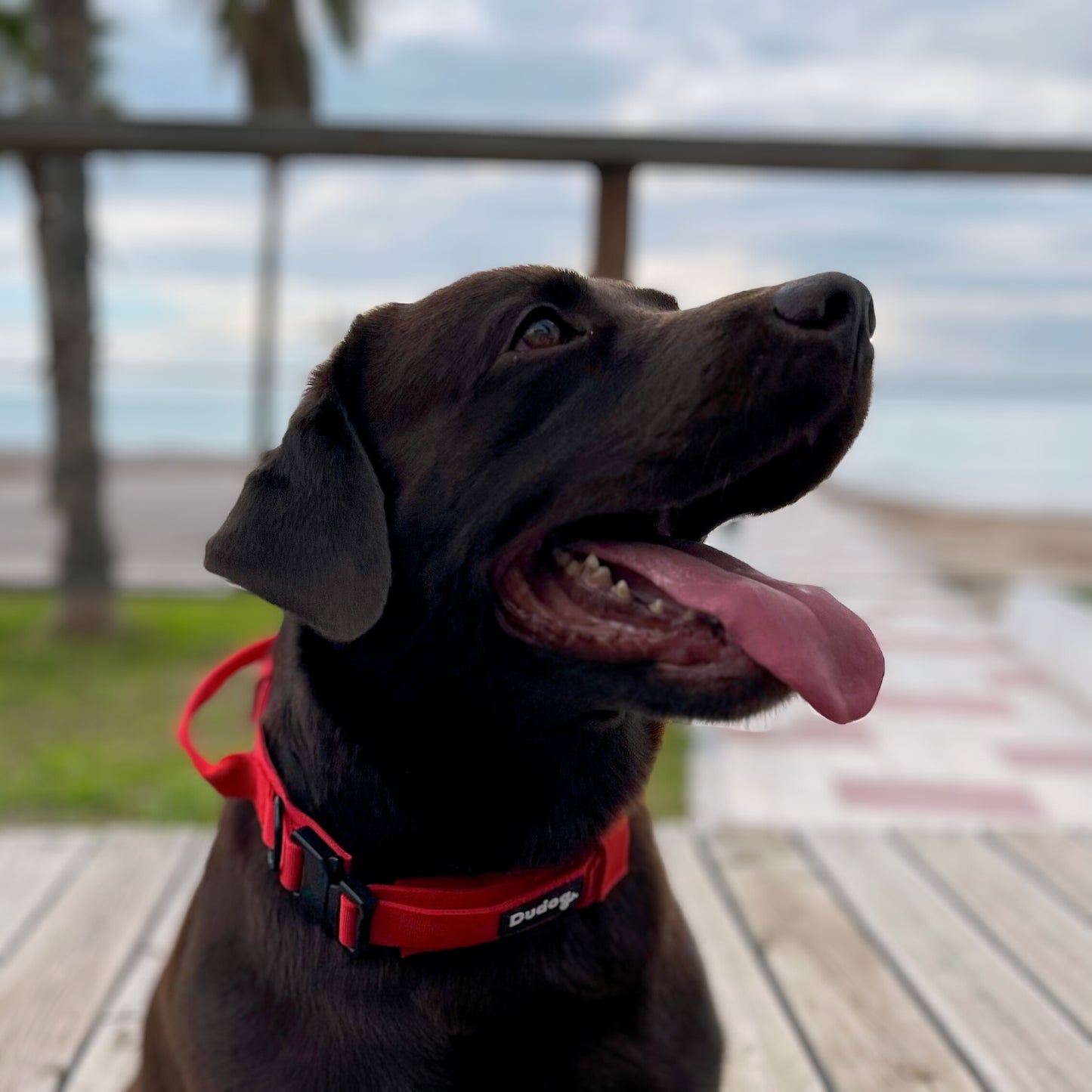 Collar perro táctico ajustable Rojo Con asa y cierre de seguridad