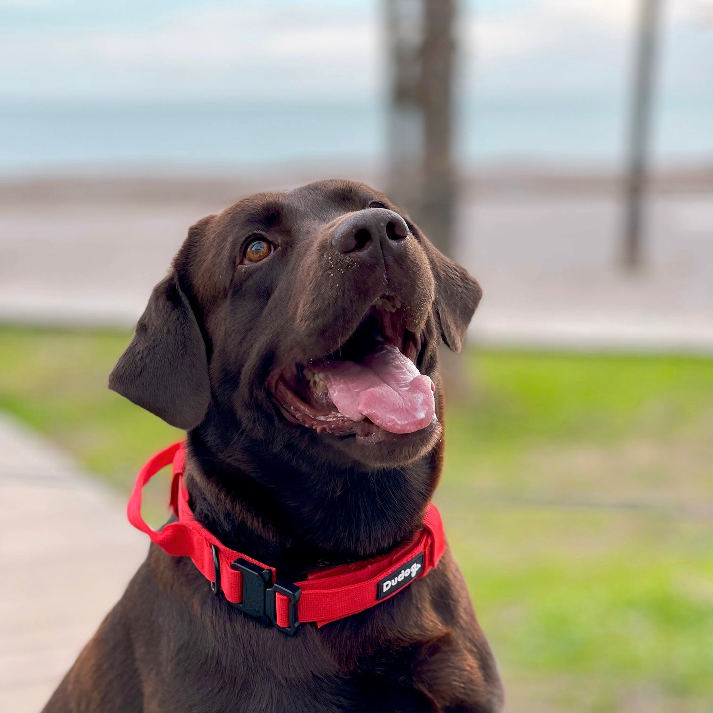 Collar táctico ajustable para perros grandes y con fuerza