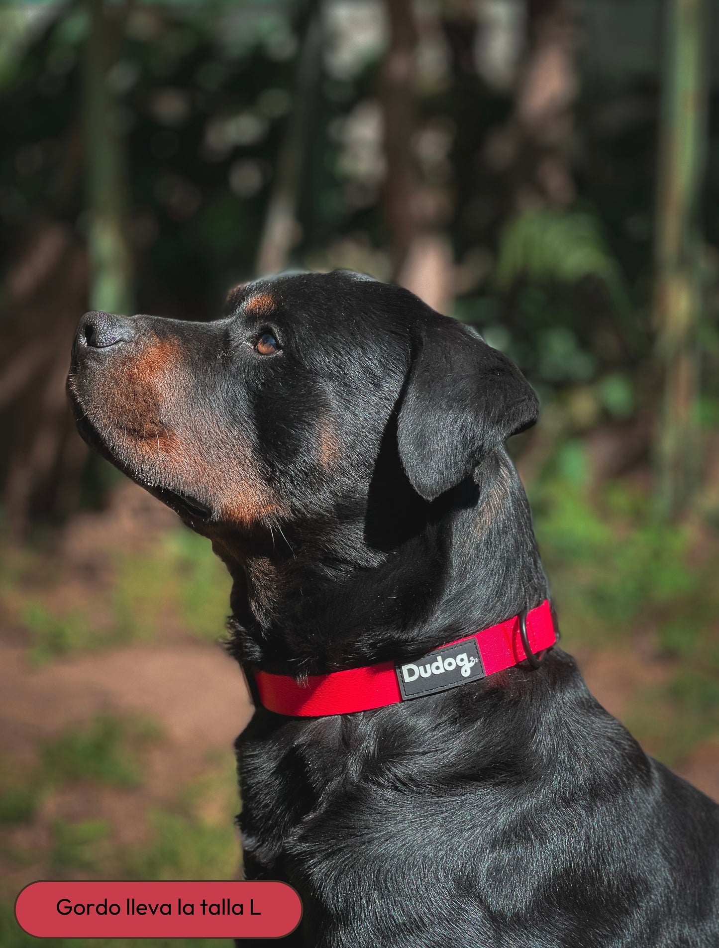 collar ajustable perro personalizable color liso rojo passion