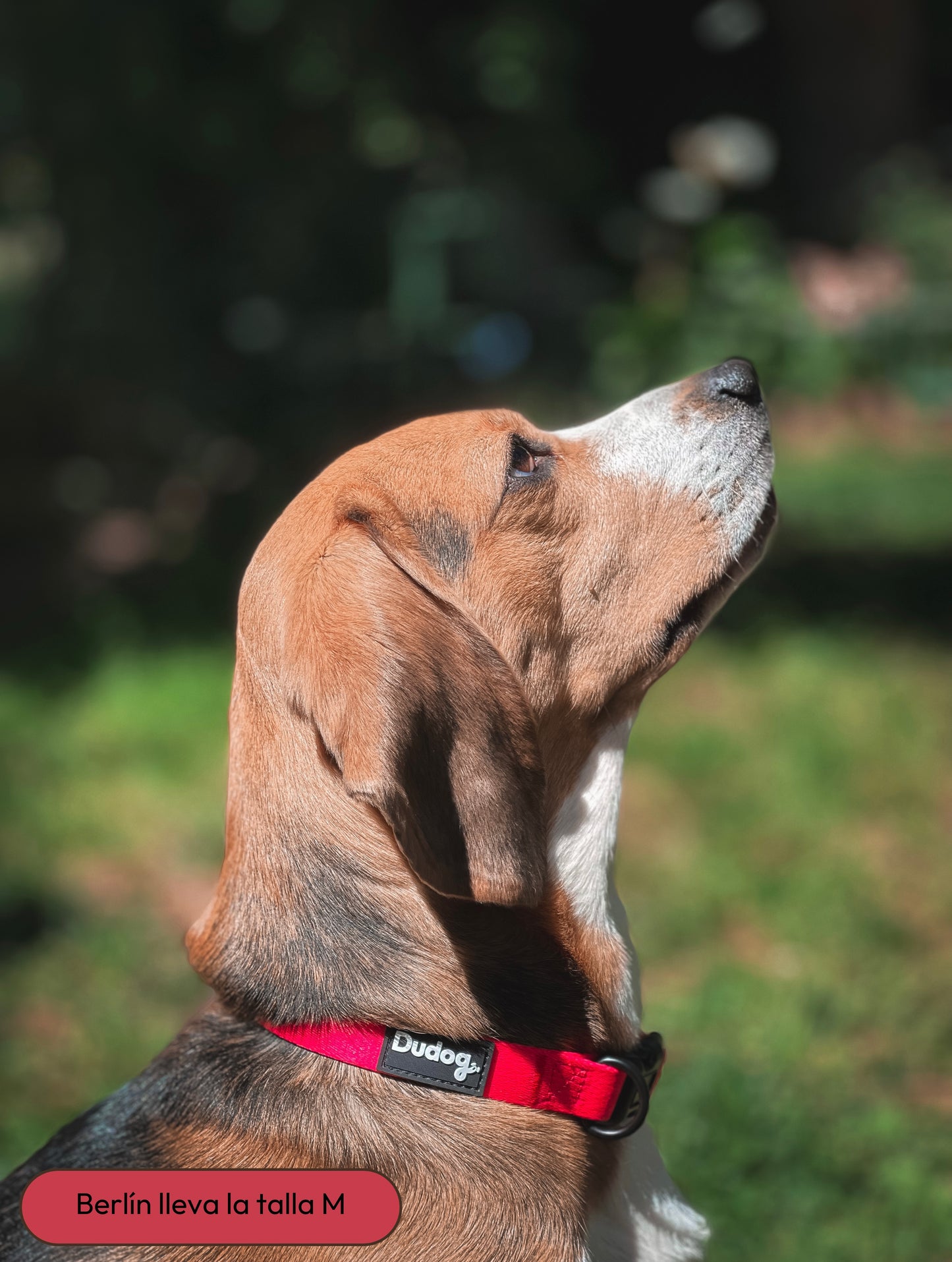 collar ajustable perro personalizable color liso rojo passion