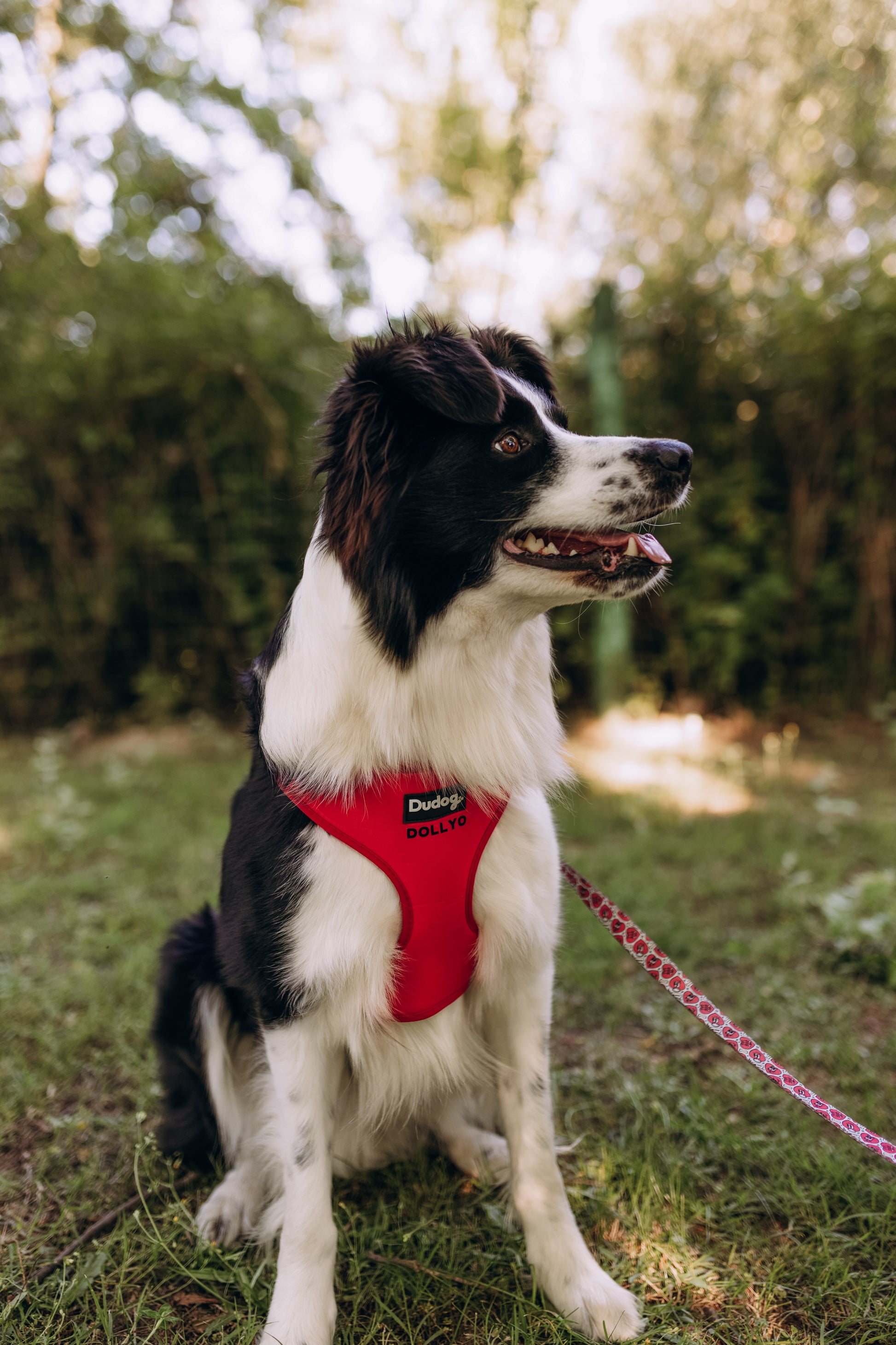 correa corazones asa acolchada para perros y mascotas