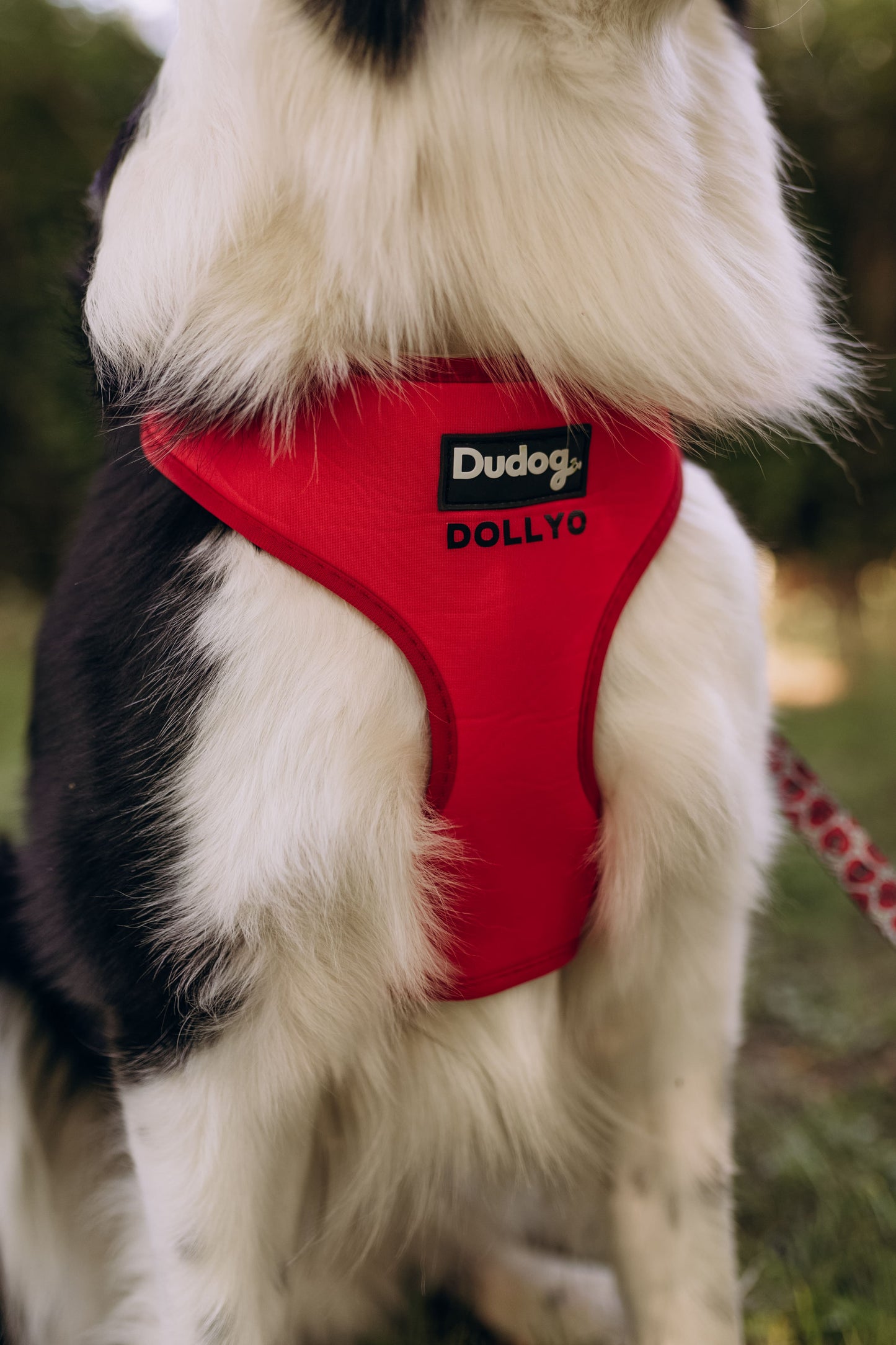 detalle arnés perro personalizado