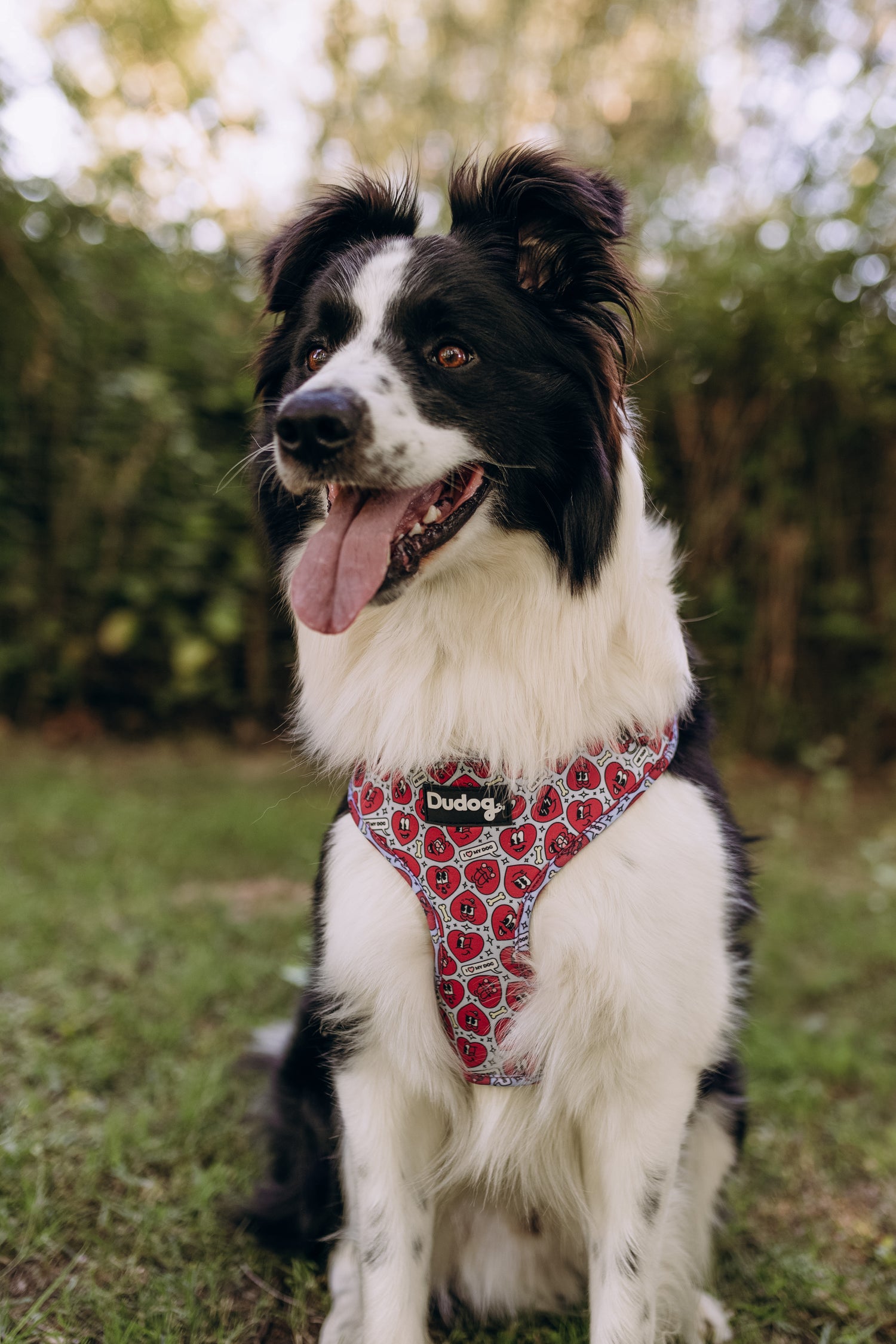 Arnes ajustable perro estampado corazones