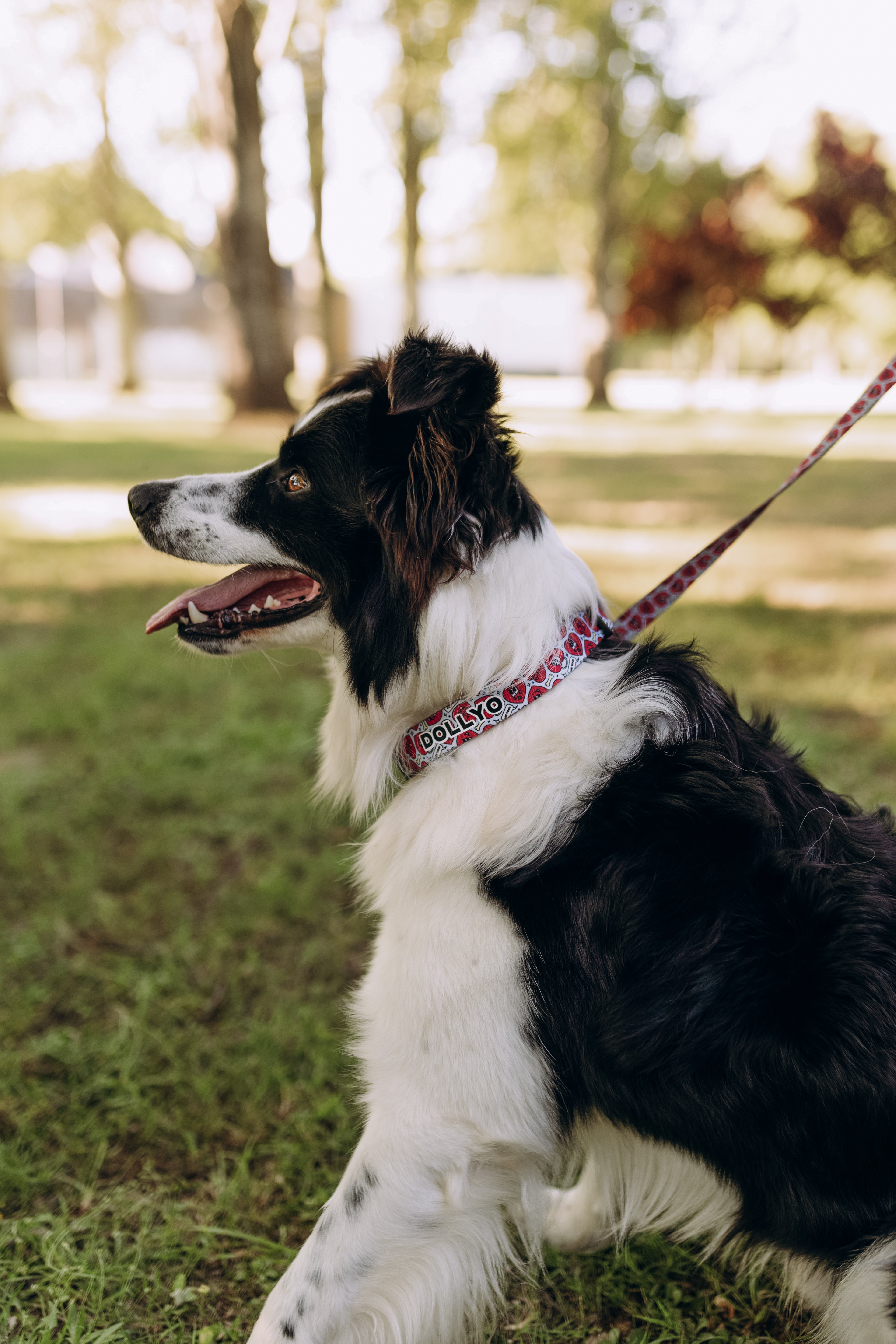 Collar ajustable perro estampado corazones personalizable