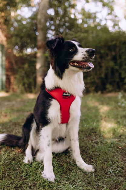 arnes ajustable personalizado perros color liso passion