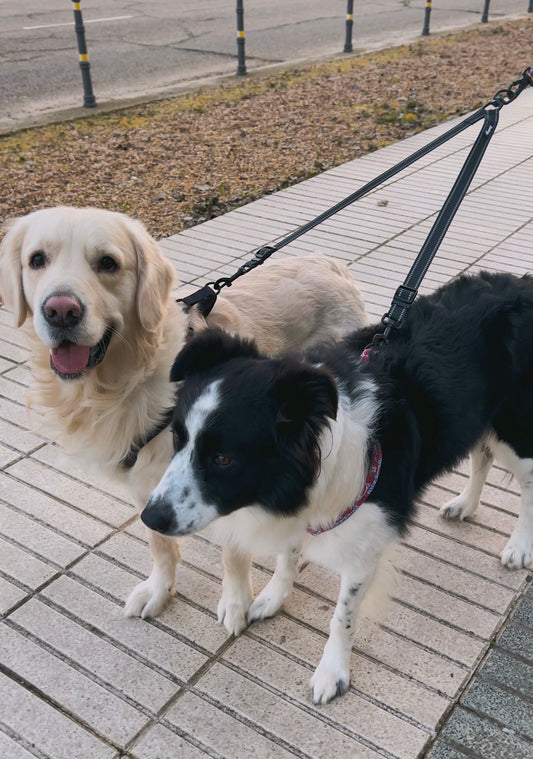 adaptador correa doble para dos perros
